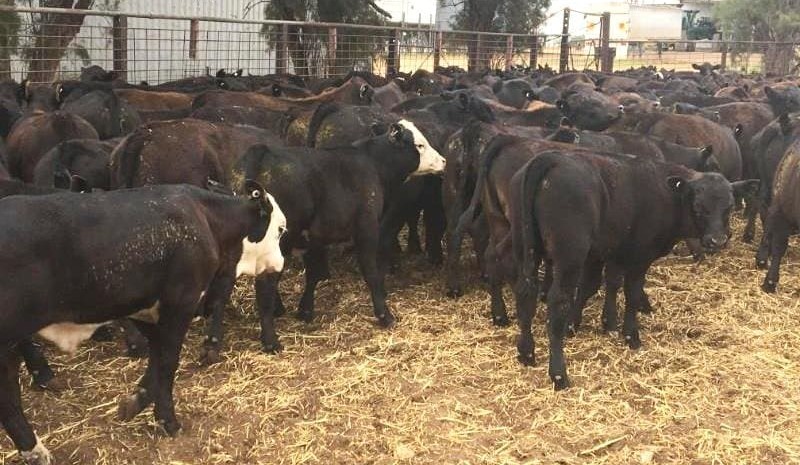 Young cattle record re-set in 14,400 head AuctionsPlus offering