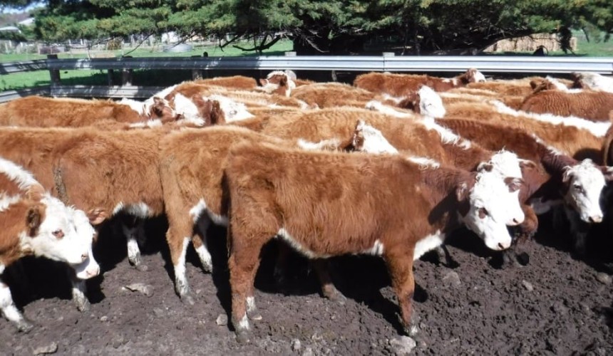 Records fall as light steer and heifer values lift in smaller AuctionsPlus offering