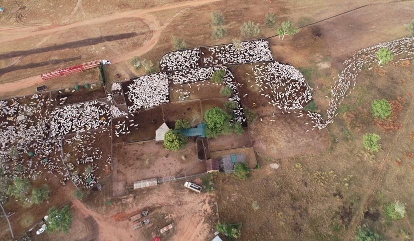 Gunn Agri Cattle Fund delivers $19.7m profit
