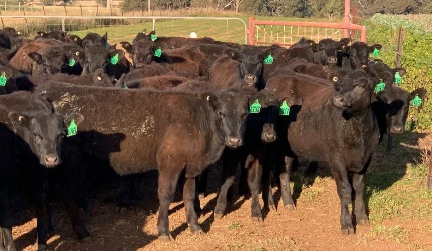 Southern weaners moving early