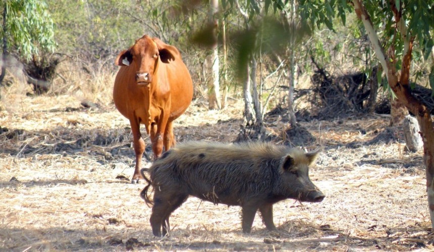 Feedback sought on draft National Feral Pig Action Plan