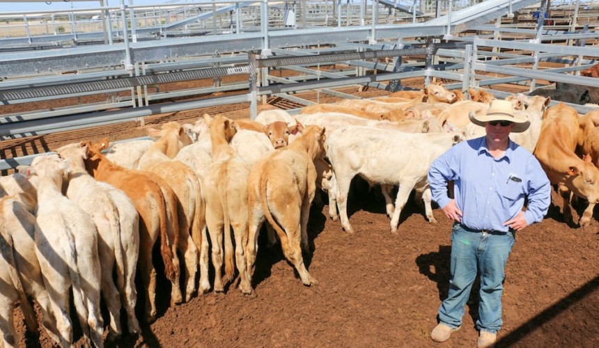 Roma store sale 15 Sept 2020: Quality mixed in steer dominated yarding