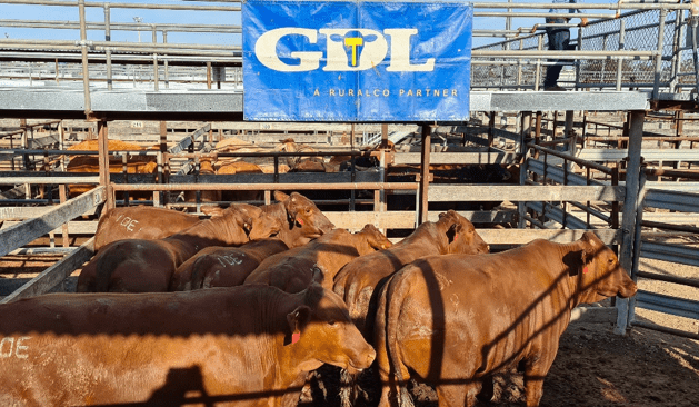Dalby sale 2 Sep 2020: Strong support for light cattle
