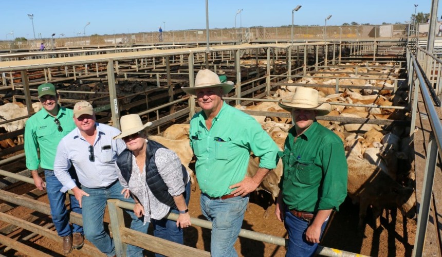Roma store sale 8 Sept 2020: Prices firm in larger 7100 head yarding