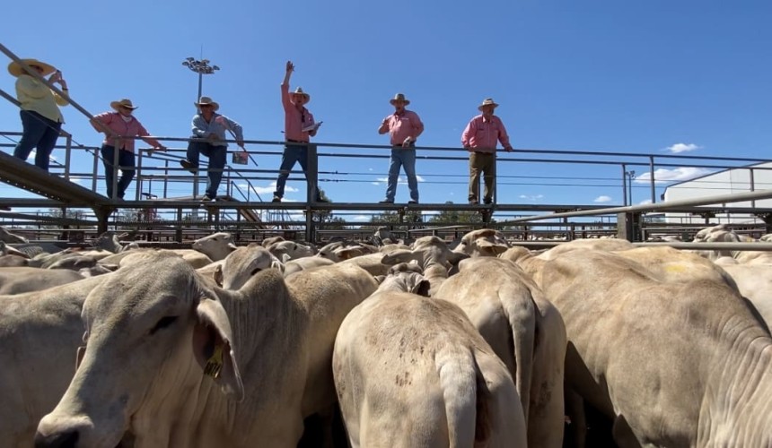 Likely Australian record for commercial heifers set at 1174c/kg + VIDEO