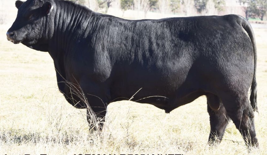 New $225,000 record-priced Angus bull finds his way onto the semen market
