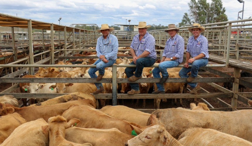 Roma store sale 22 Sept 2020:  Steers dominate rain reduced yarding