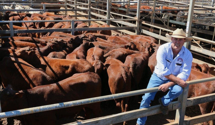 Roma store sale 1 Sept:  Prices firm with strong competition for smaller yarding
