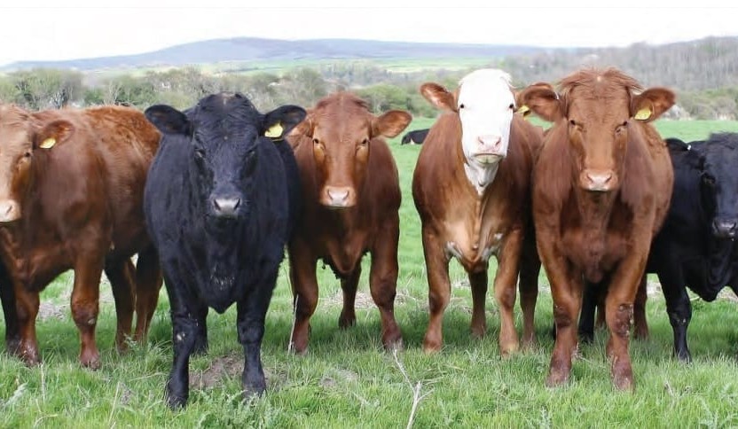 Breeding cattle for greater environmental efficiency