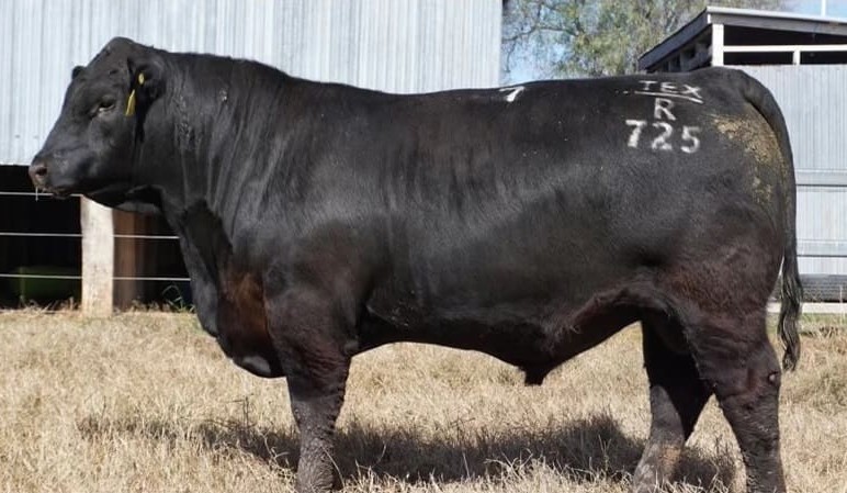 Angus bull sets new $225,000 breed record