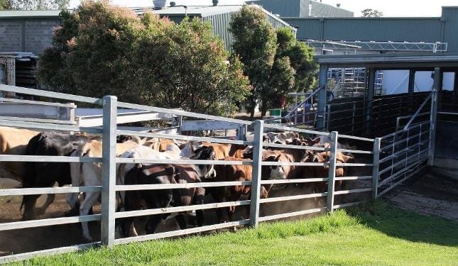 Throsby purchases Hilltop Meats at Young, in consolidation move