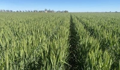 Feedgrain Focus: Northern barley prices firm