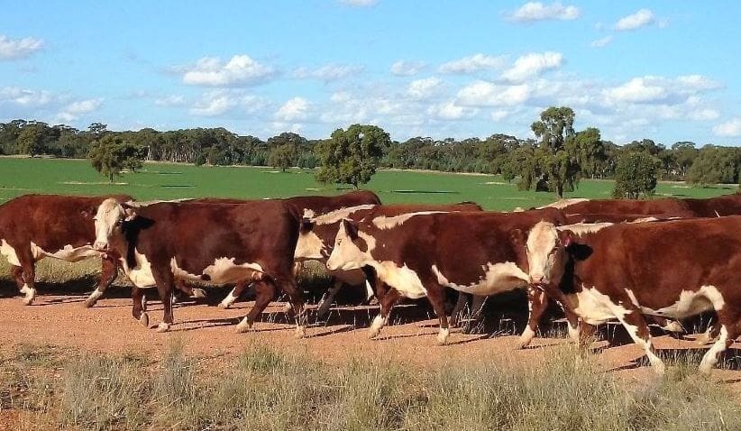 Central NSW mixed farming values firm amid surging demand