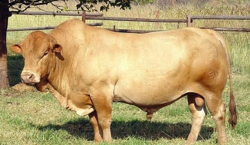 Scientists use ‘genomic time-travel’ to discover new genetic traits in African cattle