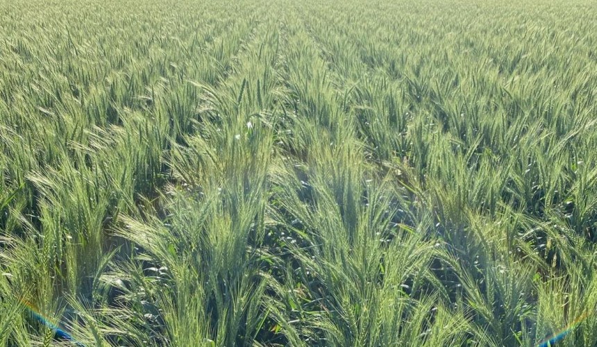 Feedgrain Focus: Export demand, local shorts lift values