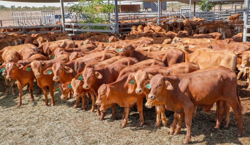 Big jump in listings, as cows and calf prices surge on AuctionsPlus