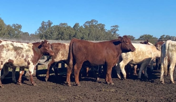 PTIC females surge in price in 11,800 head AuctionsPlus offering