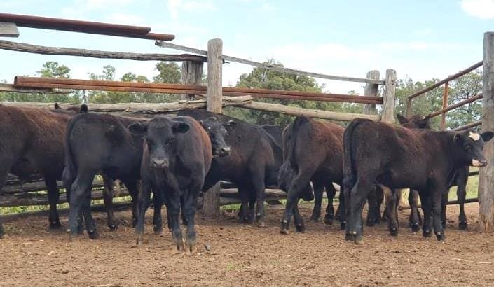 Records fall again in 17,186 head AuctionsPlus offering