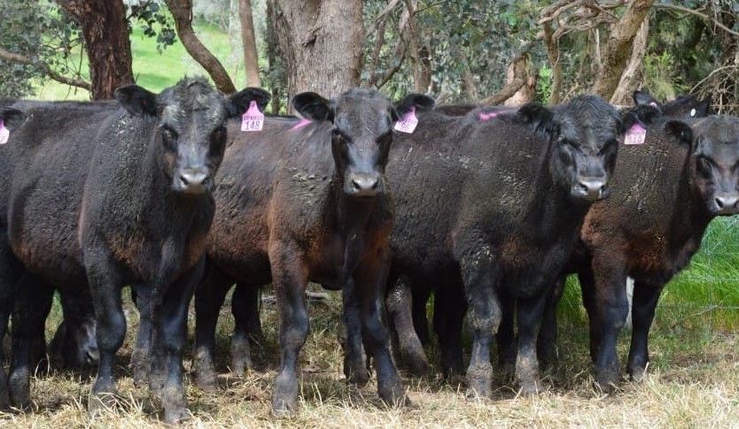 PTIC females lift in value in larger AuctionsPlus offering