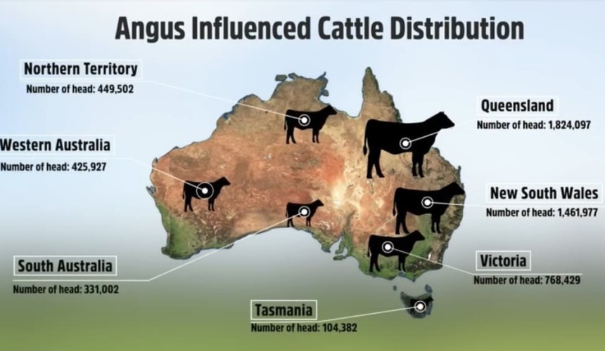 48pc of Australian breeding females Angus influenced, survey suggests