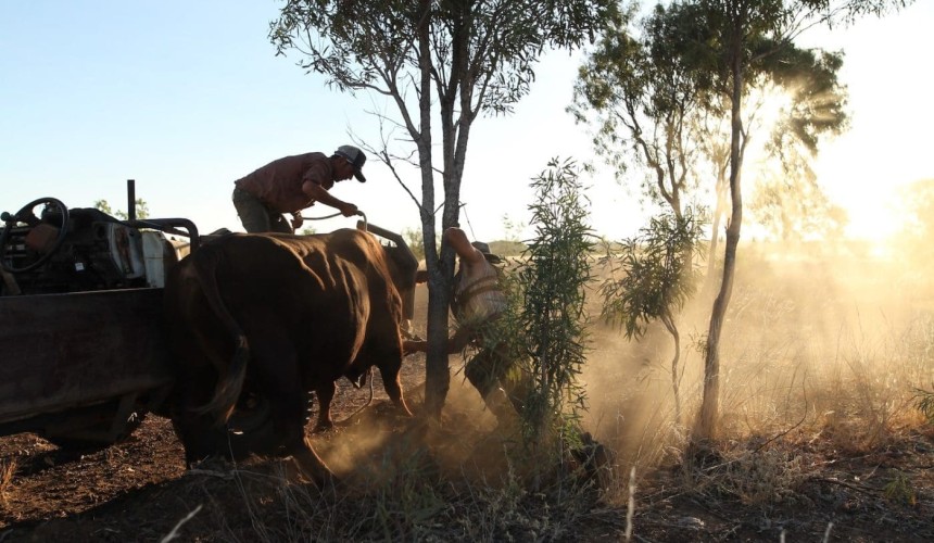 ‘Outback Ringer’ premieres tonight