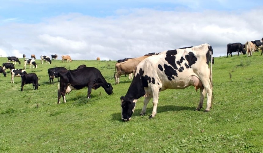 US commits A$1.25b to managing Avian Influenza outbreak in poultry, dairy