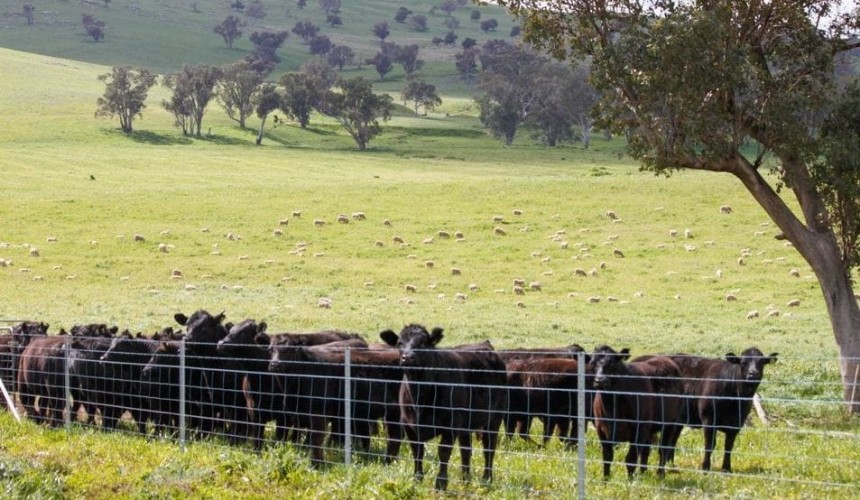 Property: NSW south west slopes in high demand