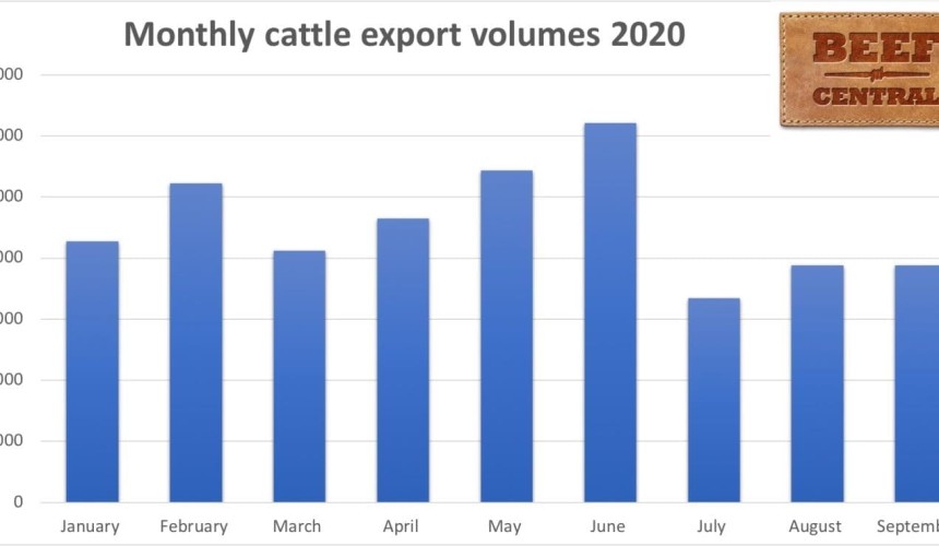 Cattle shipments maintain even pace in September