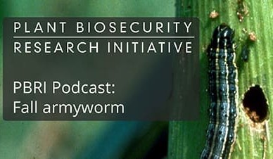 Podcasts for fall armyworm management options in Australia’s north