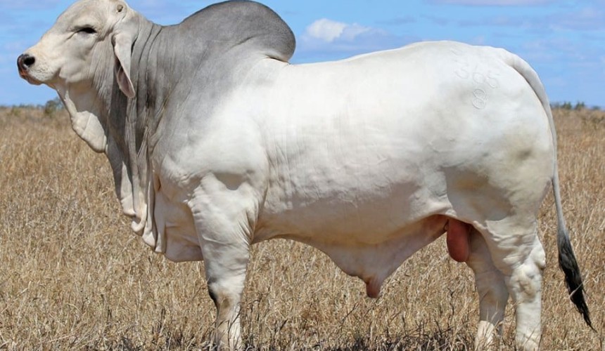 Brahman Week off to a cracking start