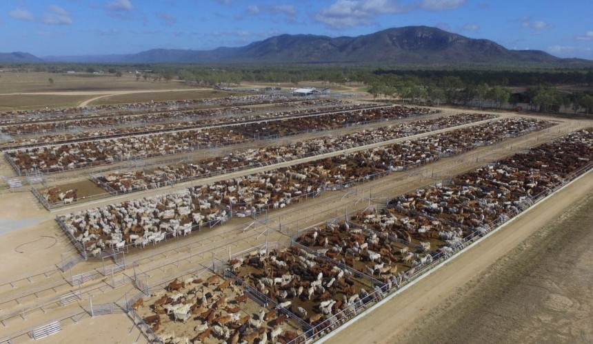 Massive consignment yarded near Townsville as live export prices re-test record levels
