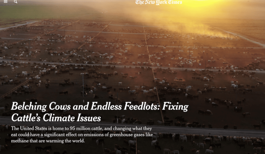 NYT breaks mould with science-based article on beef industry’s methane efforts
