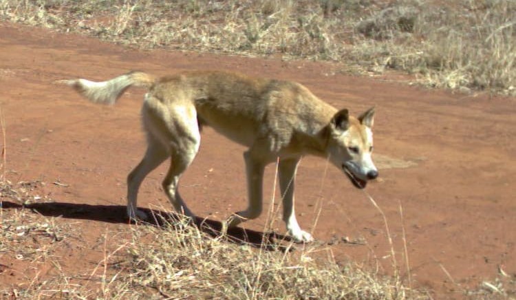 New website tool: “Have you got wild dogs?”