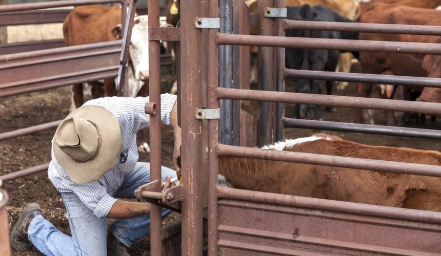 Balancing bovines, burnout and biosecurity in the “best job in the world”