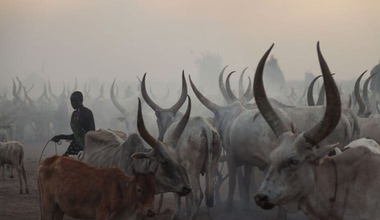 An evolutionary jolt helped cattle to spread across Africa. Now genetics must make them more productive
