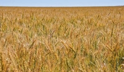 Feedgrain Focus: Price moves mixed in thin trade