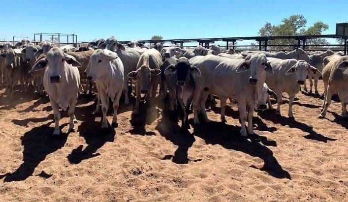 Weekly property review: Late season surge in northern cattle listings