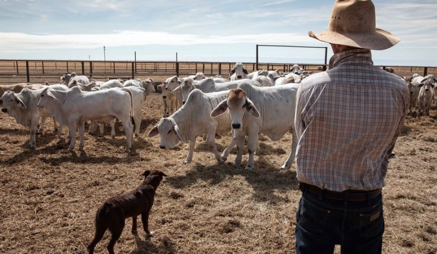 Webinar: Northern Breeding Business – Launching a better future for northern breeding herds