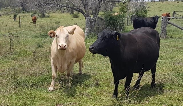 Help needed to locate missing Qld cattle