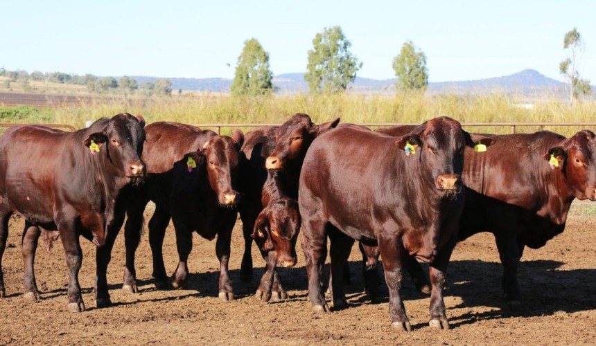 Entries open for RNA 2021 Paddock to Palate Competition