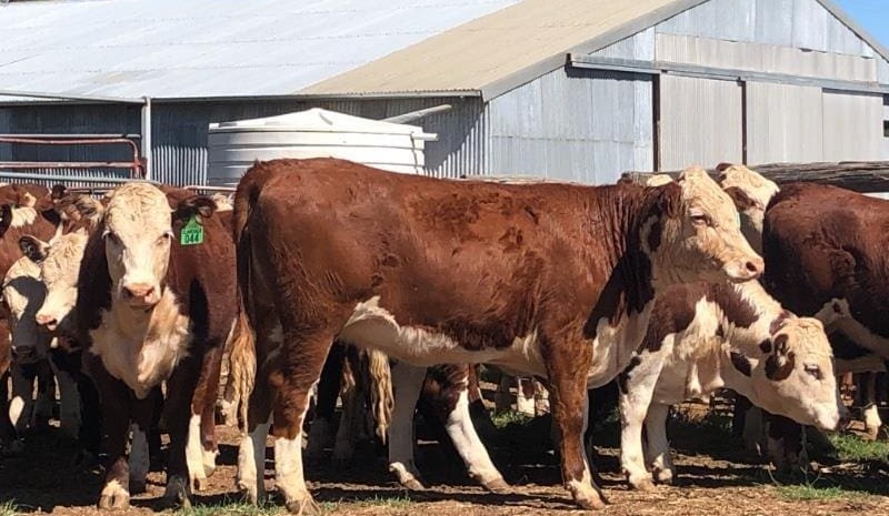 AuctionsPlus 23,621 head offering heavily laden with young cattle