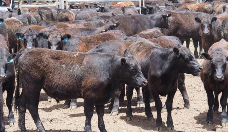 AuctionsPlus numbers ease, as cows & calves remain in high demand