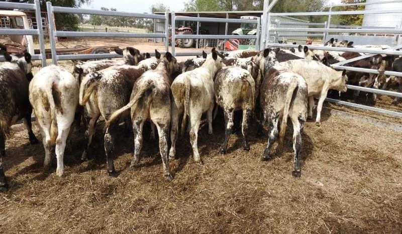 Most categories ease in price, in smaller AuctionsPlus offering