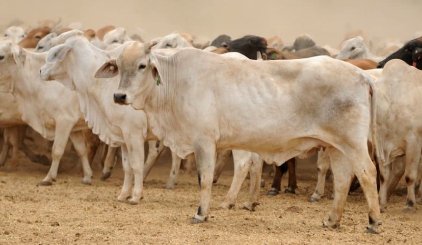 New national record for cows and calves in 16,700 head AuctionsPlus offering