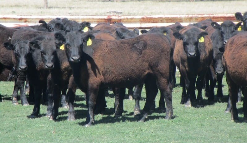 Revised feeder steer indicator