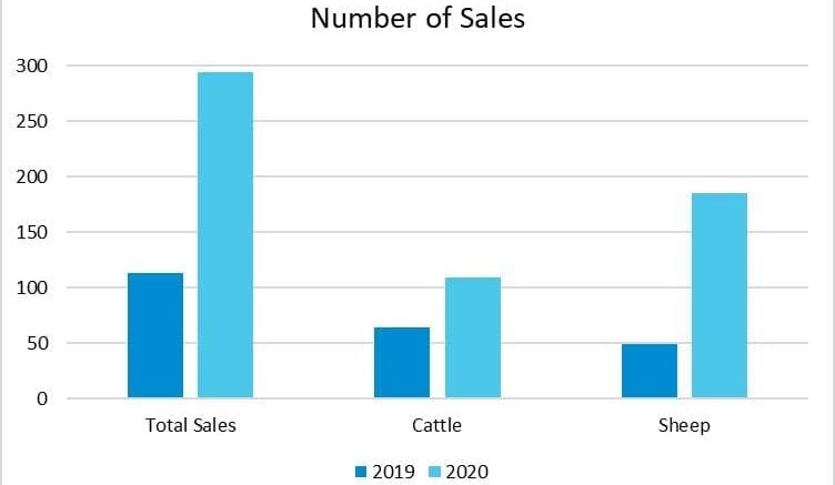 AuctionsPlus sees big uptake in COVID-impacted 2020 bull-selling season