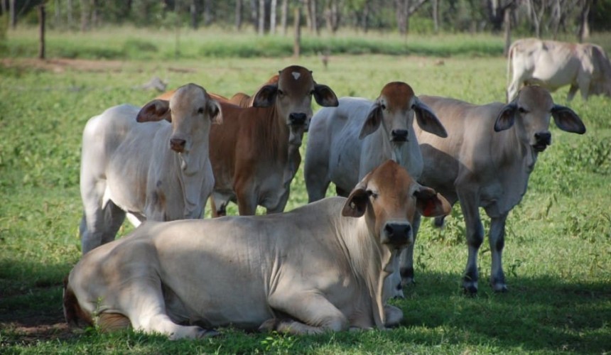 Genetics: Incremental changes for a profitable future