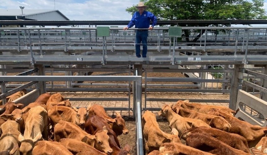 Record prices for young cattle luring previously unseen vendors to market