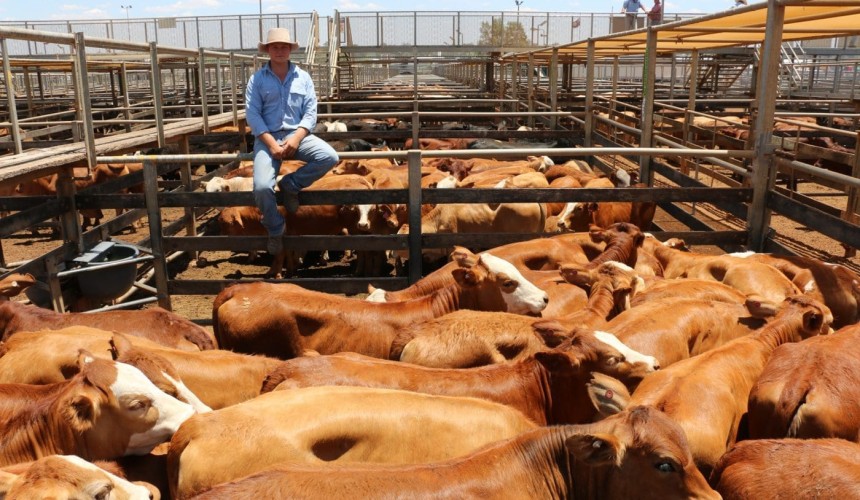 Roma store 3 Nov 2020:  Steers dominate 6491 head yarding