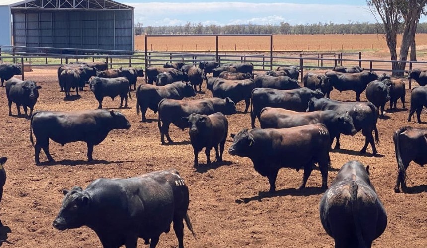 St George Angus operation a feeder steer calf-factory